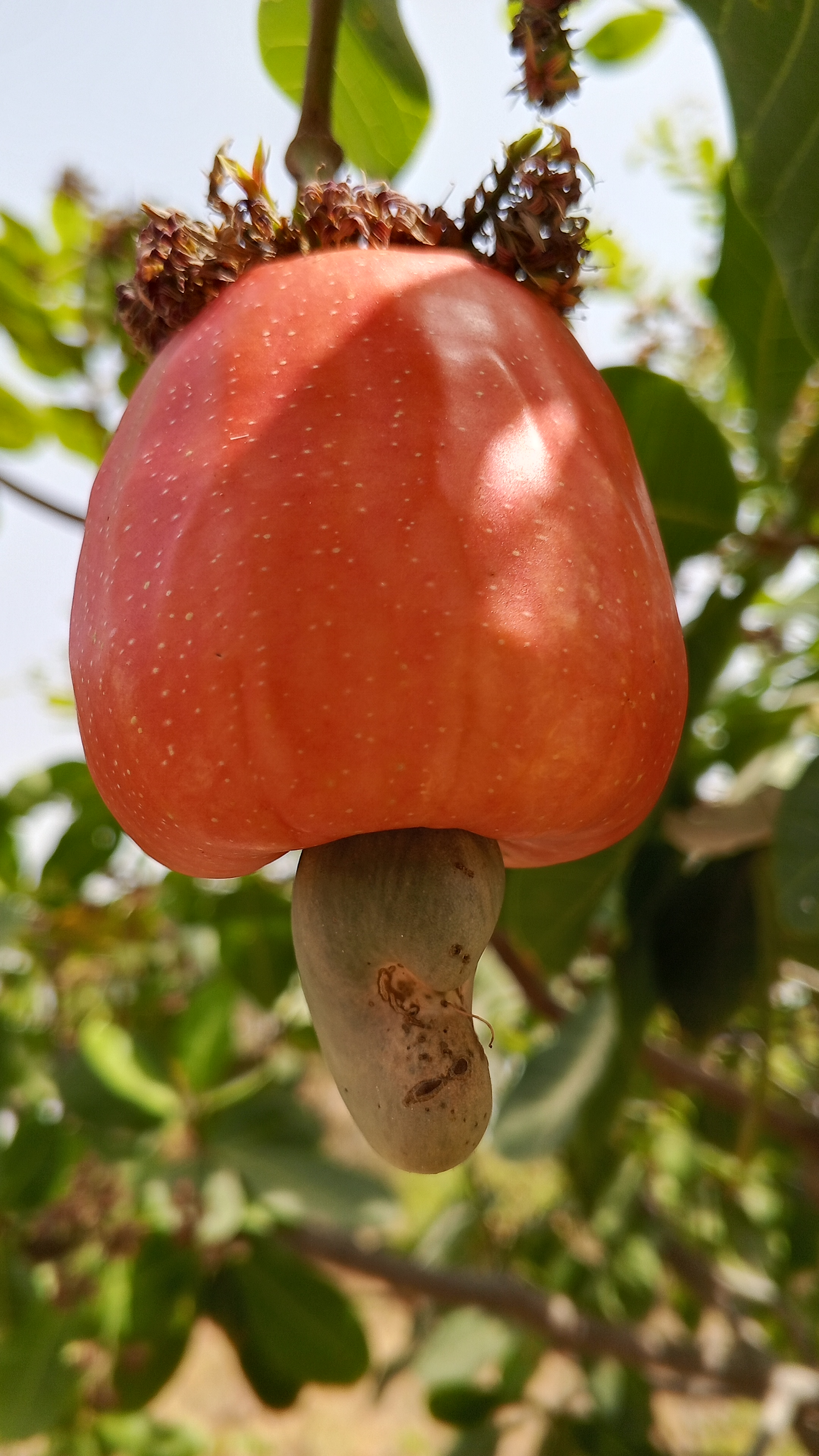 Noix de cajou